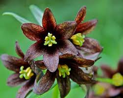 Brown Fritillaria Camschatcensis Flower Seeds