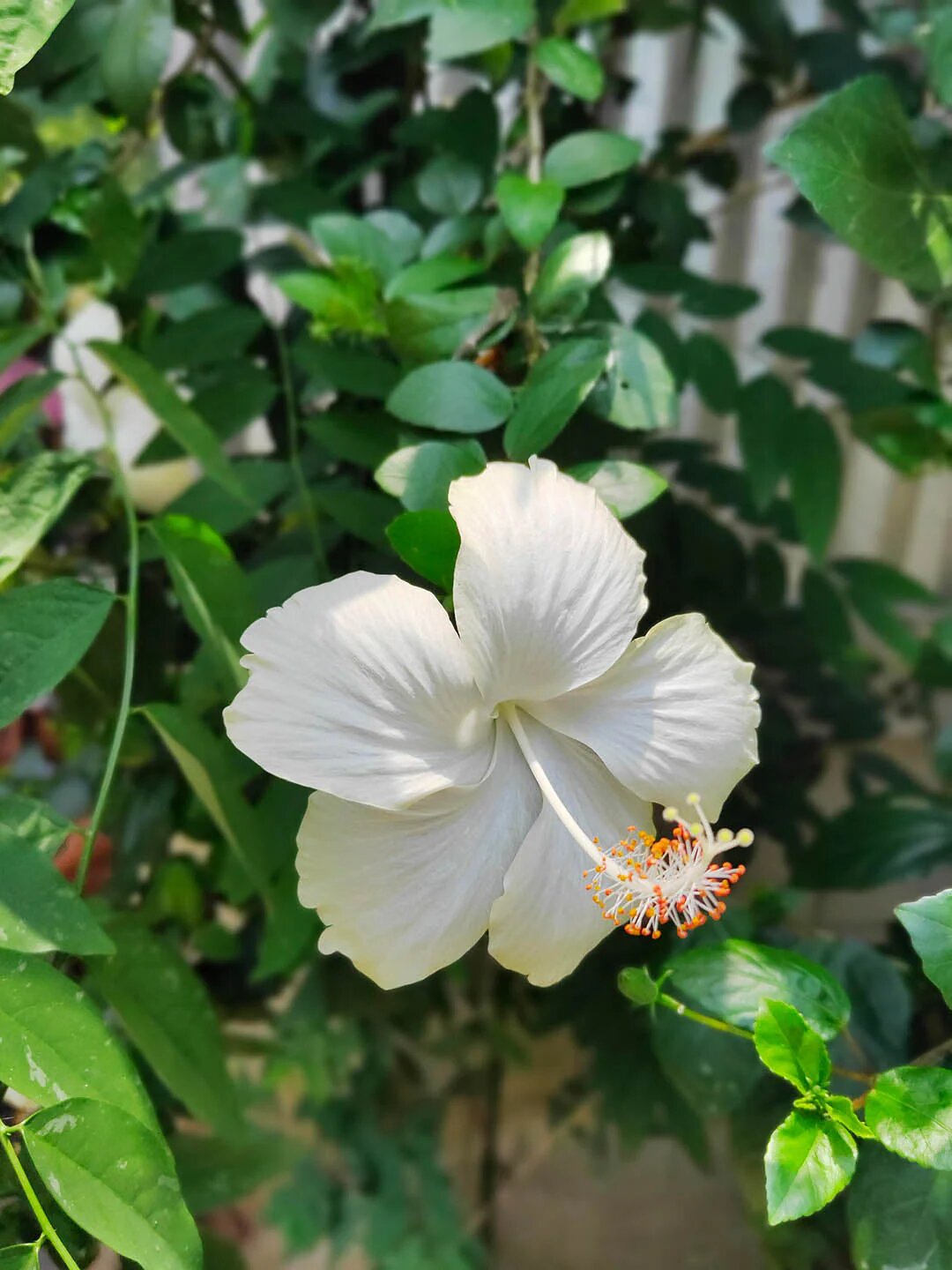 White Hibiscus Flower Seeds