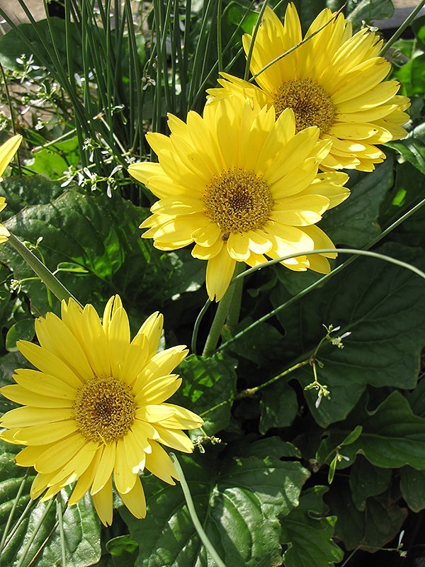 Yellow Daisy Gerbera Flower Seeds