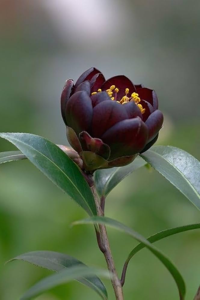 Black Camellia Flower Seeds - Heirloom Non GMO High Germination Organic Garden Seeds for