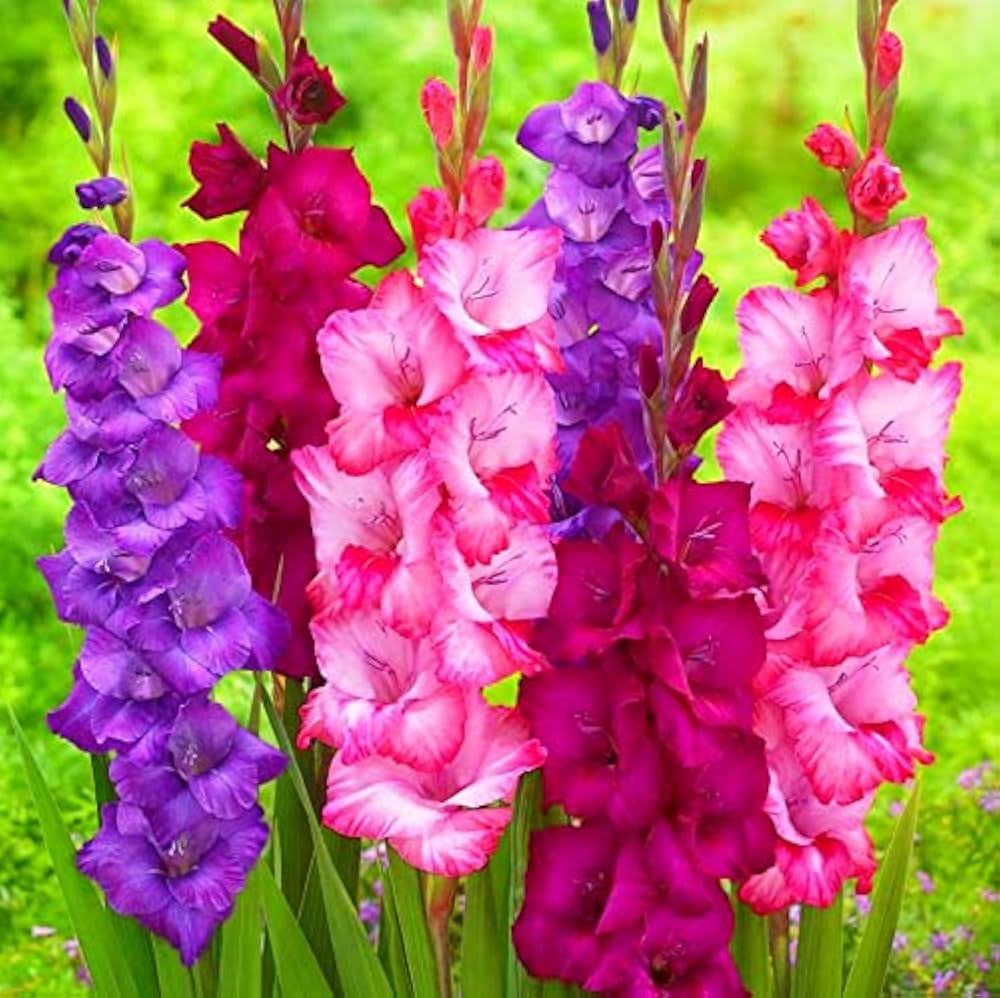 Gladiolus Flower Seeds - Heirloom Non GMO High Germination Organic Garden Seeds for