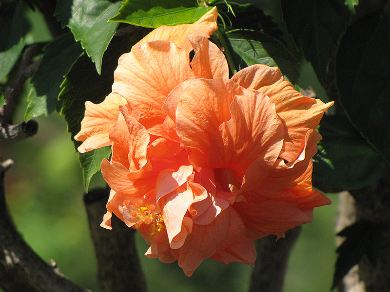 Hibiscus Flower Seeds