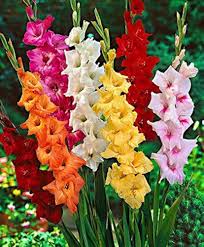 Gladiolus Flower Seeds - Heirloom Non GMO High Germination Organic Garden Seeds for