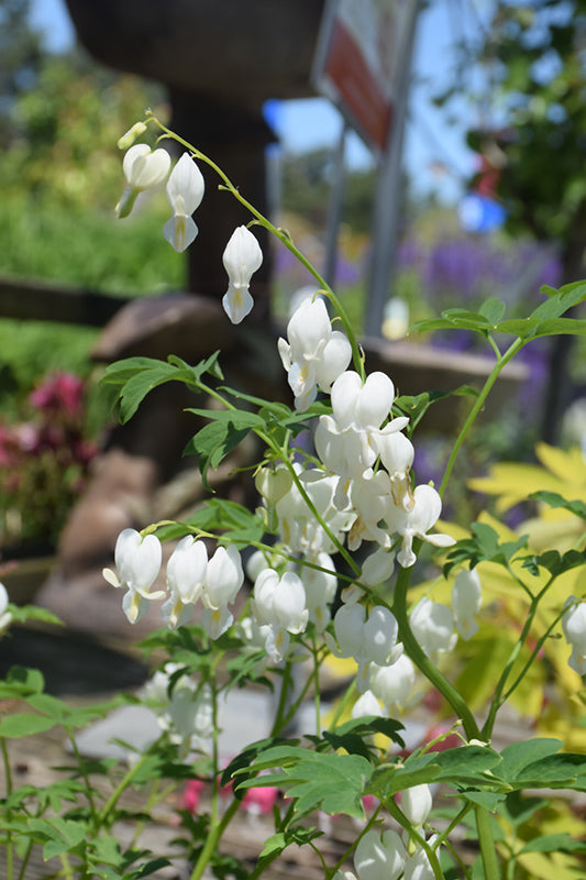 White Dicentra Spectabilis Flower Seeds