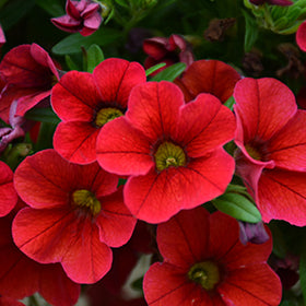 Red Calibrocha Flower Seeds