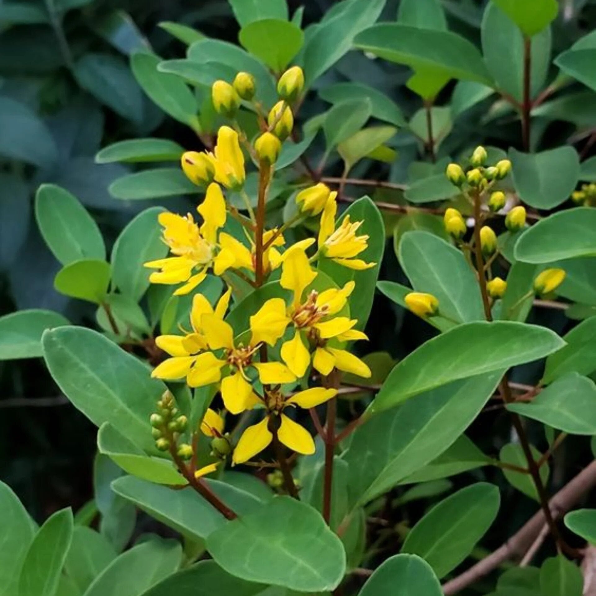 Gracilis Flower Seeds