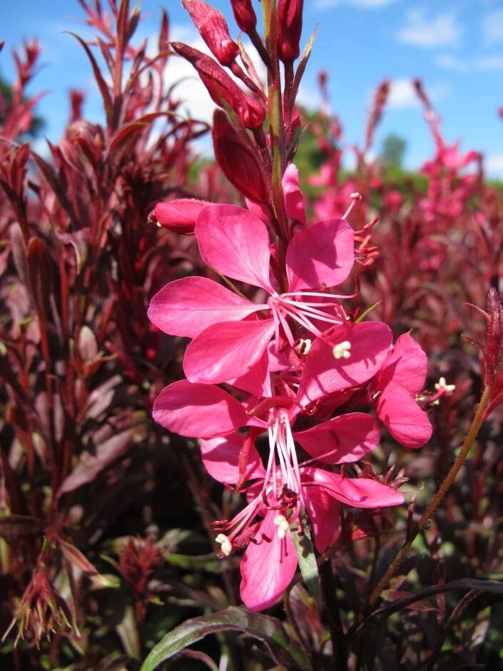 Red Gaura Flower Seeds