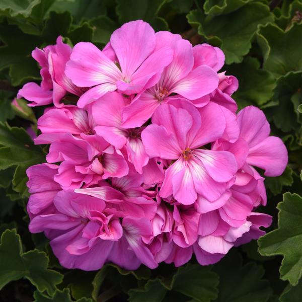 Pink Geranium Flower Seeds