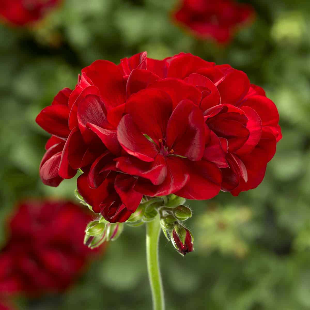 Red Geranium Flower Seeds Planting and Growing Exotic Flowering Plants Colorful Backyard
