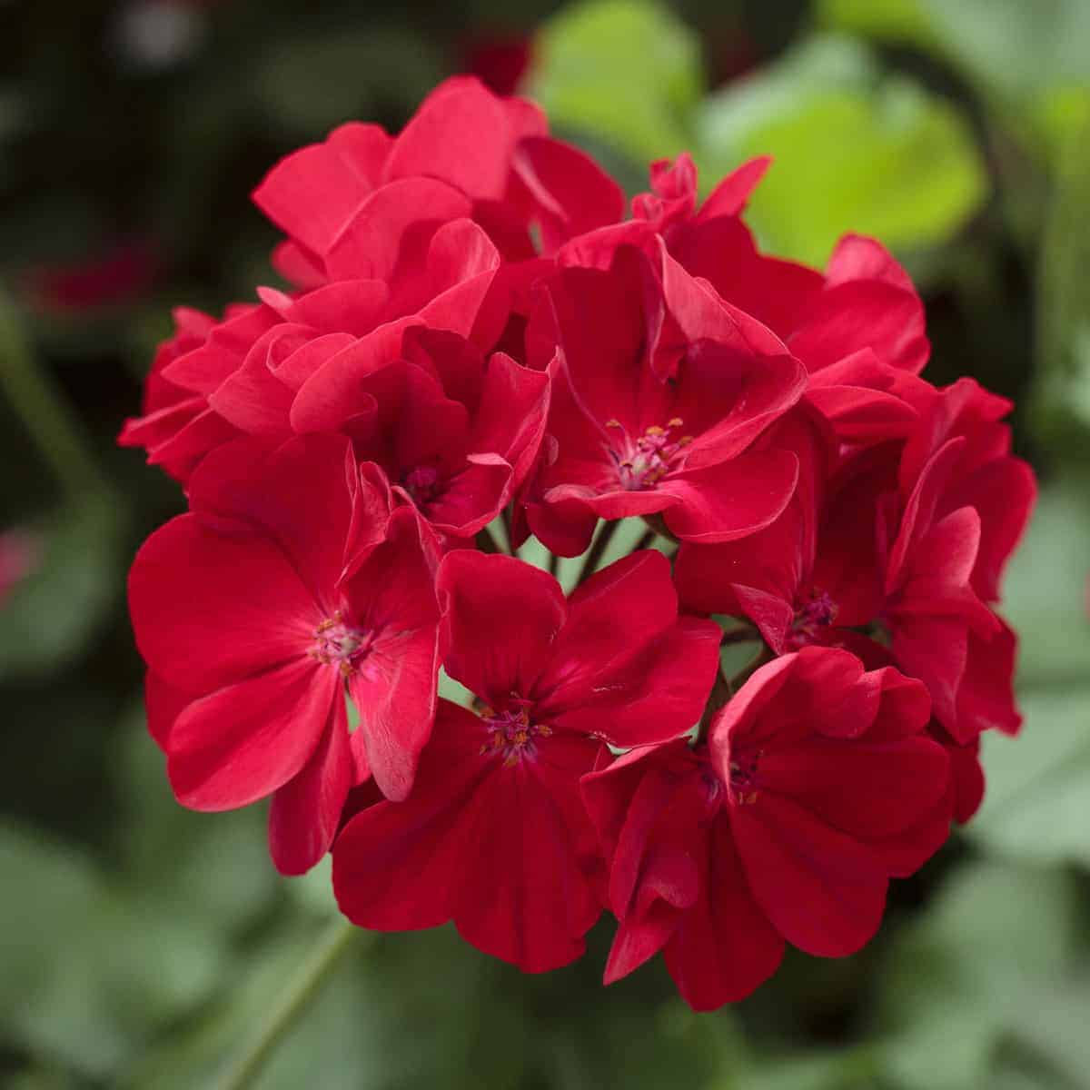 Red Geranium Flower Seeds Planting and Growing Exotic Flowering Plants Colorful Backyard