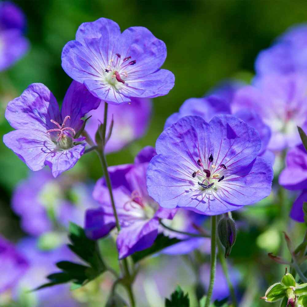 Rozanne Geranium Flower Seeds Heirloom Non GMO High Germination Organic Garden Seeds Colorful - Heirloom Non GMO High Ge