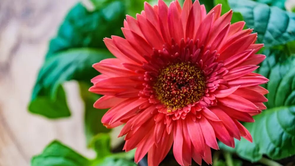 Red Gerbera Flower Seeds - Heirloom Non GMO High Germination Flower Seeds for Organic Home Garden Planting