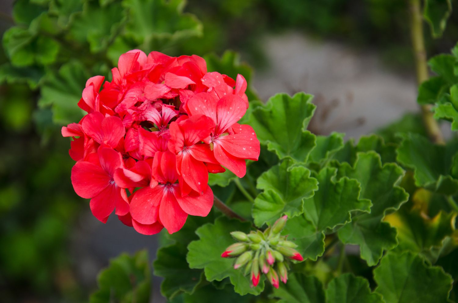 Red Geranium Flower Seeds – Rare Blooming Plants for Balcony and Patio Gardening