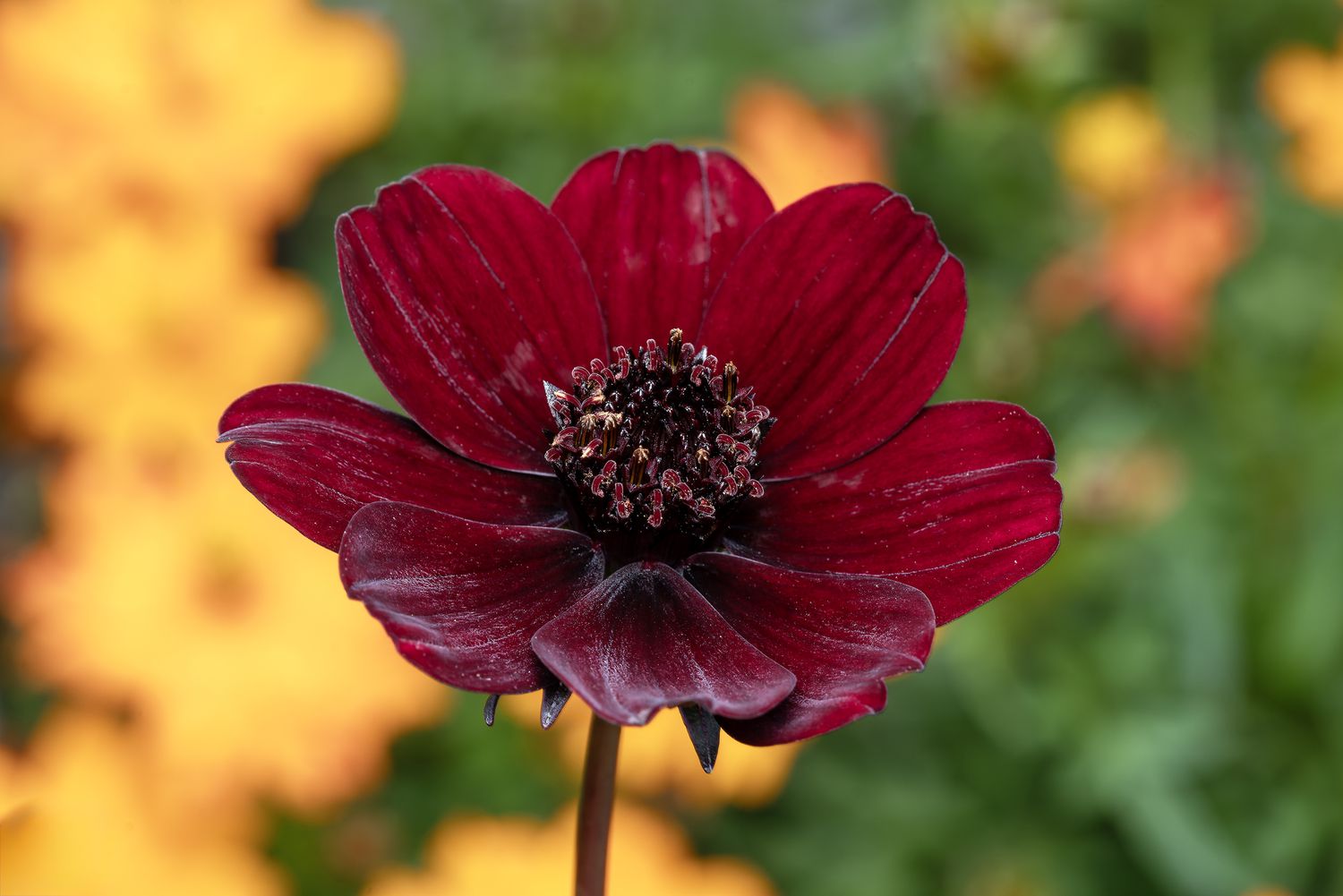 Brown Dracula Simia Flower Seeds Easy Grow Blossoms for Pots and Backyard Spaces for Colorful - Heirloom Non GMO Premium