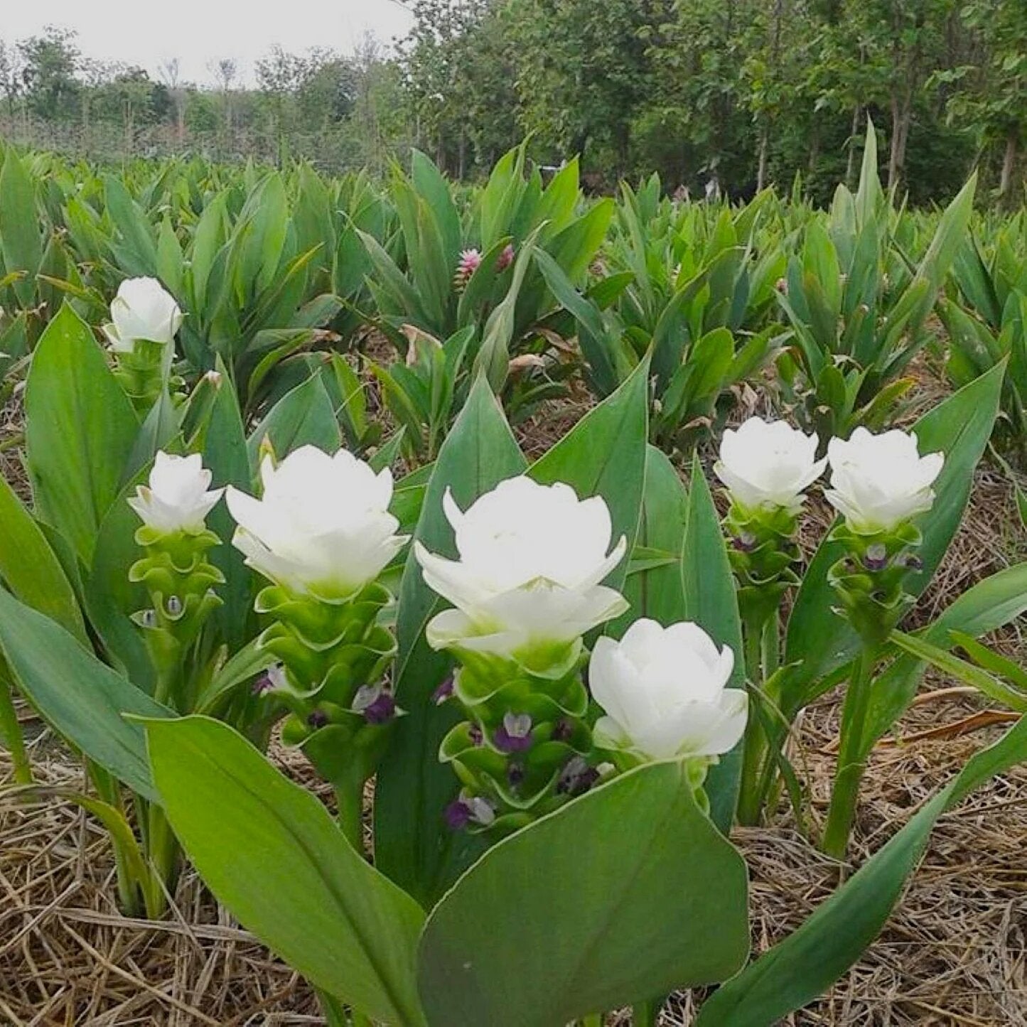 White Curcuma Flower Seeds Rare Blooming Plants Balcony and Patio Gardening Colorful
