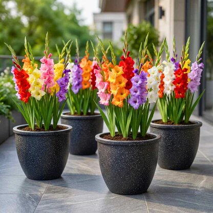 Mixed Gladiolus Flower Seeds - Heirloom Non GMO High Germination Garden Planting Seeds