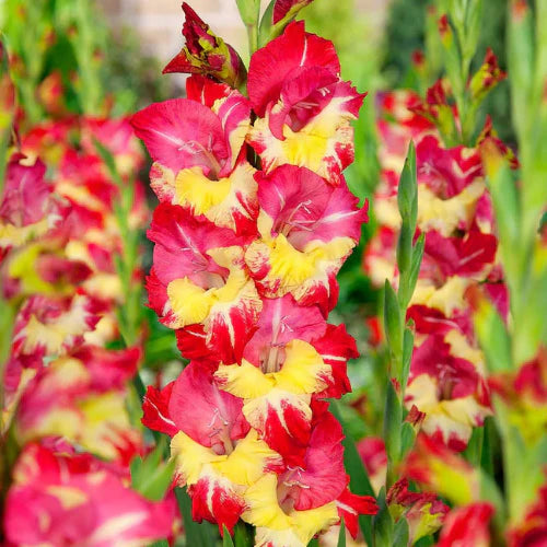 Yellow Red Gladiolus Flower Seeds for Planting