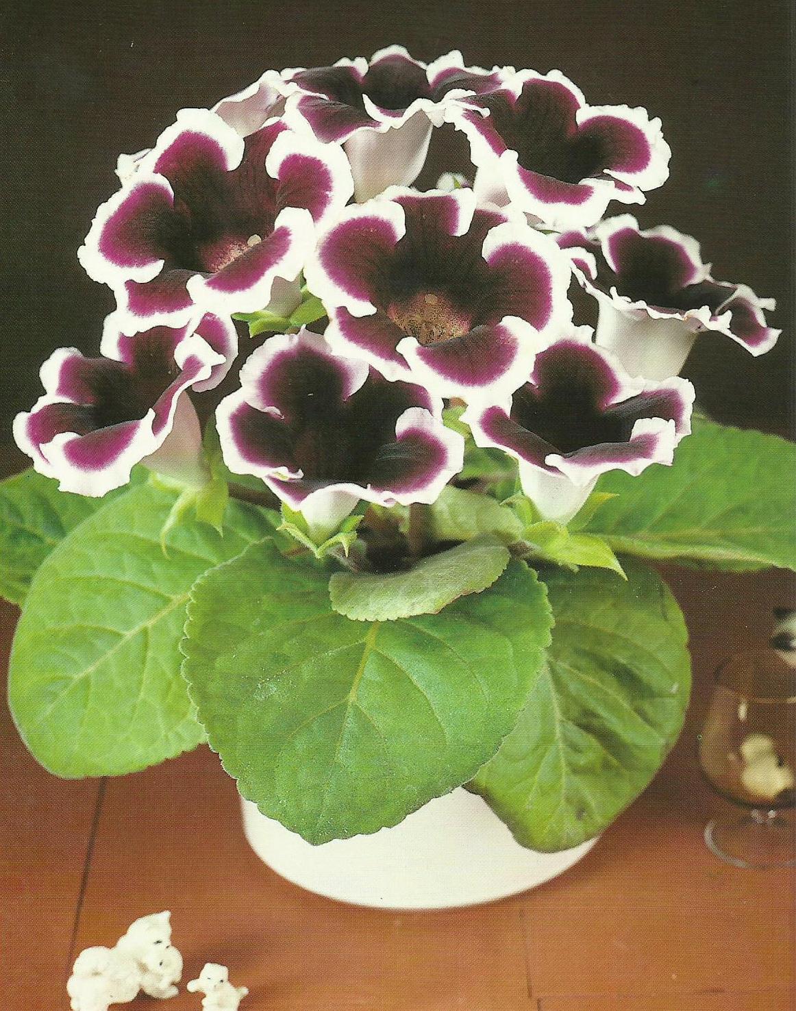 Chocolate Peony Flower Seeds Rare Blooming Plants for Balcony and Outdoor Gardens - Heirloom Non GMO High Germination Or