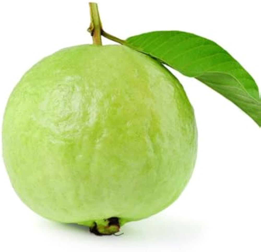 guava psidium guajava backyard orchard edible garden