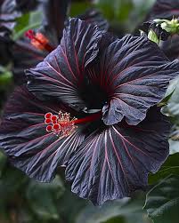 Black Hibiscus Flower Seeds