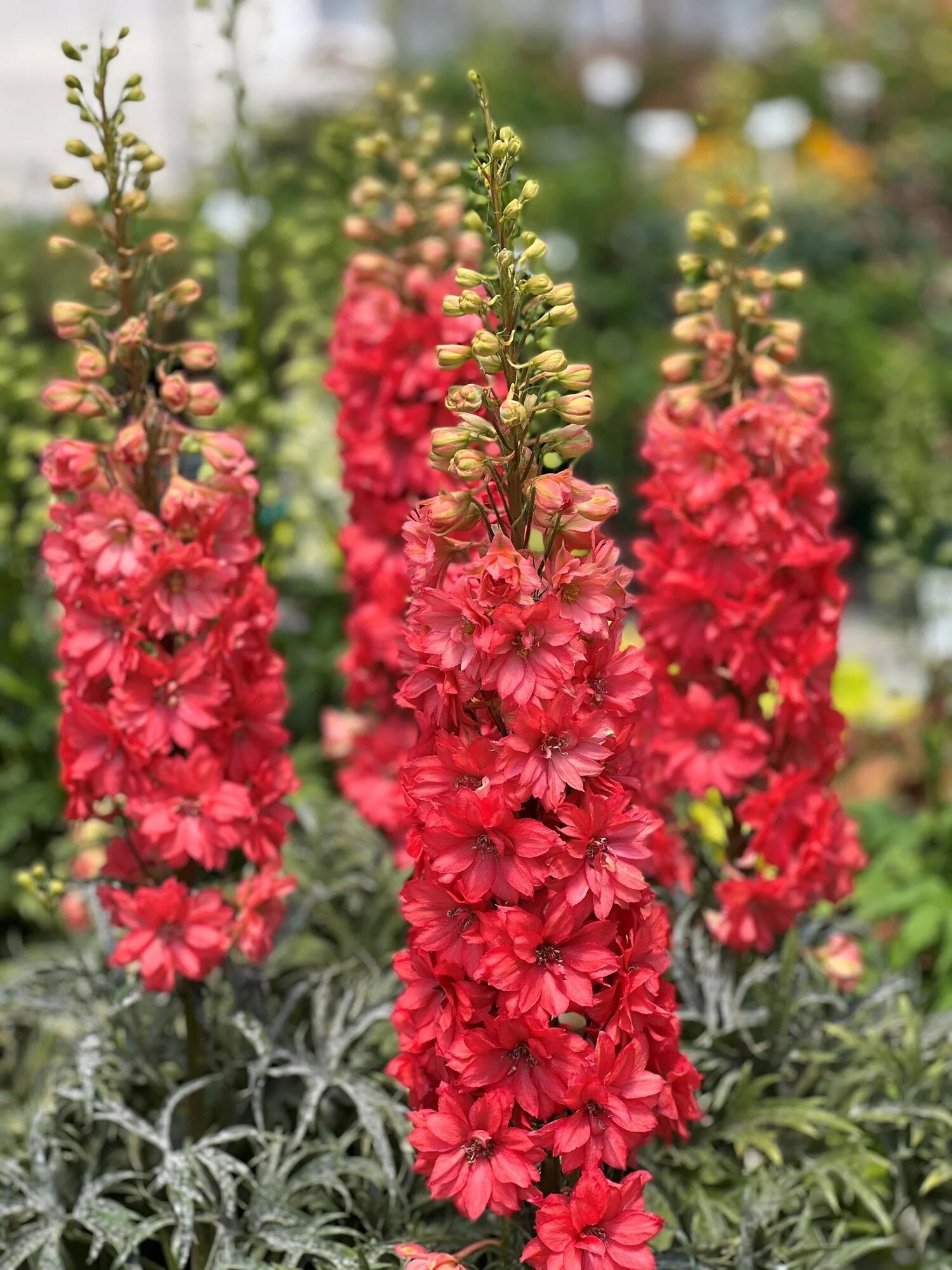 Red Delphinium Flower Seeds - Heirloom Non GMO High Germination Premium Garden Seeds for Planting