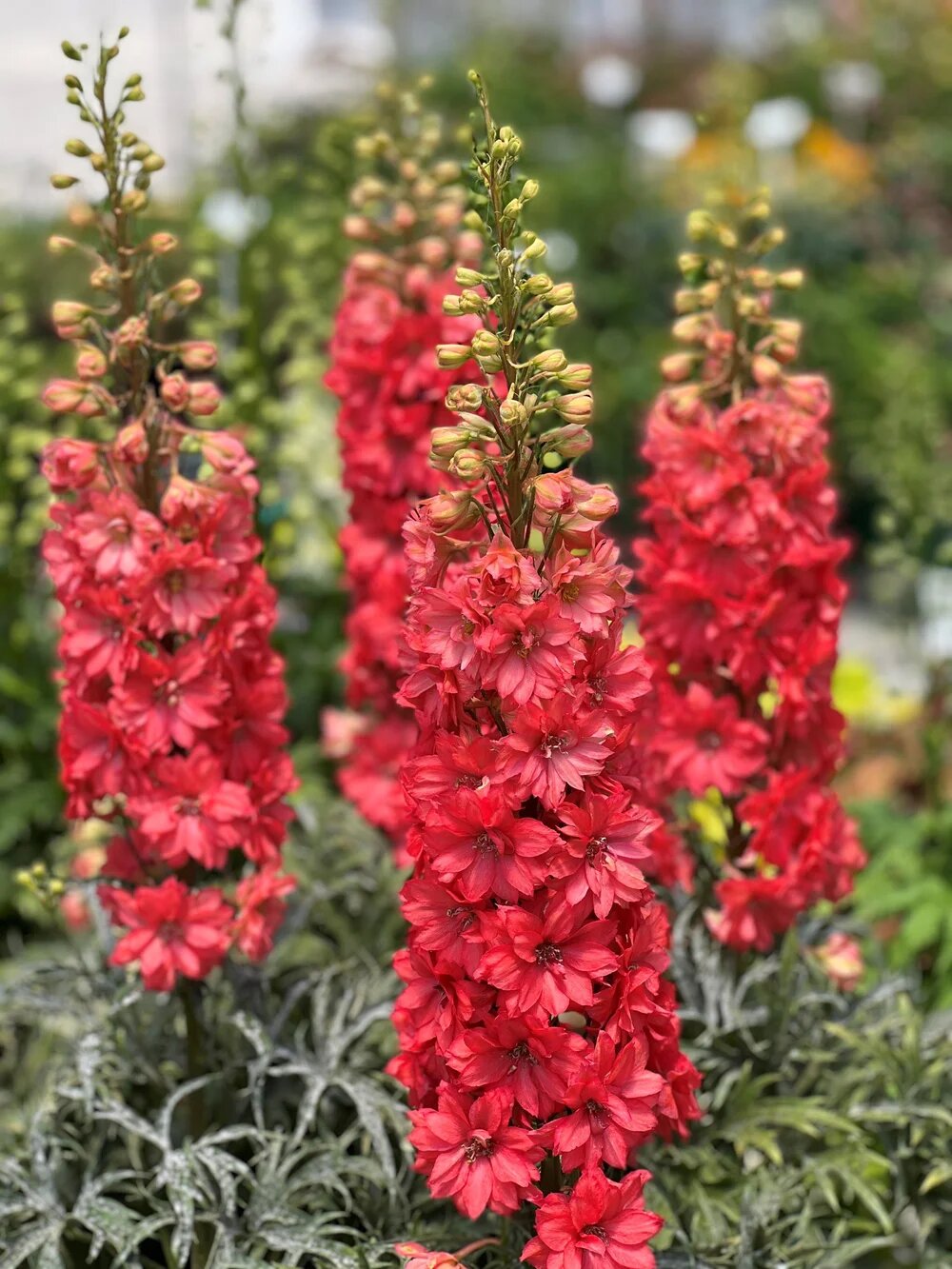 Red Delphinium Flower Seeds