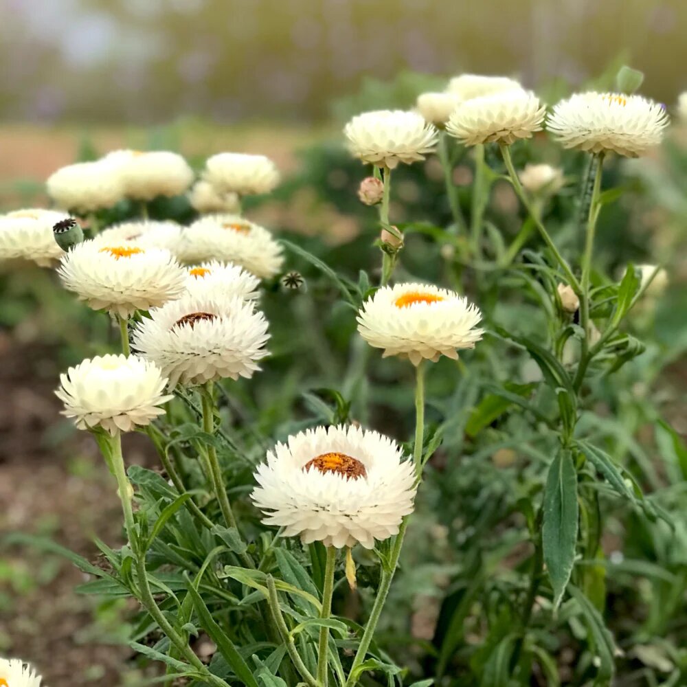 White Helichrysum Flower Seeds Easy Grow Blossoms Home Garden Decoration Colorful Landscape - Heirloom Non GMO Premium G
