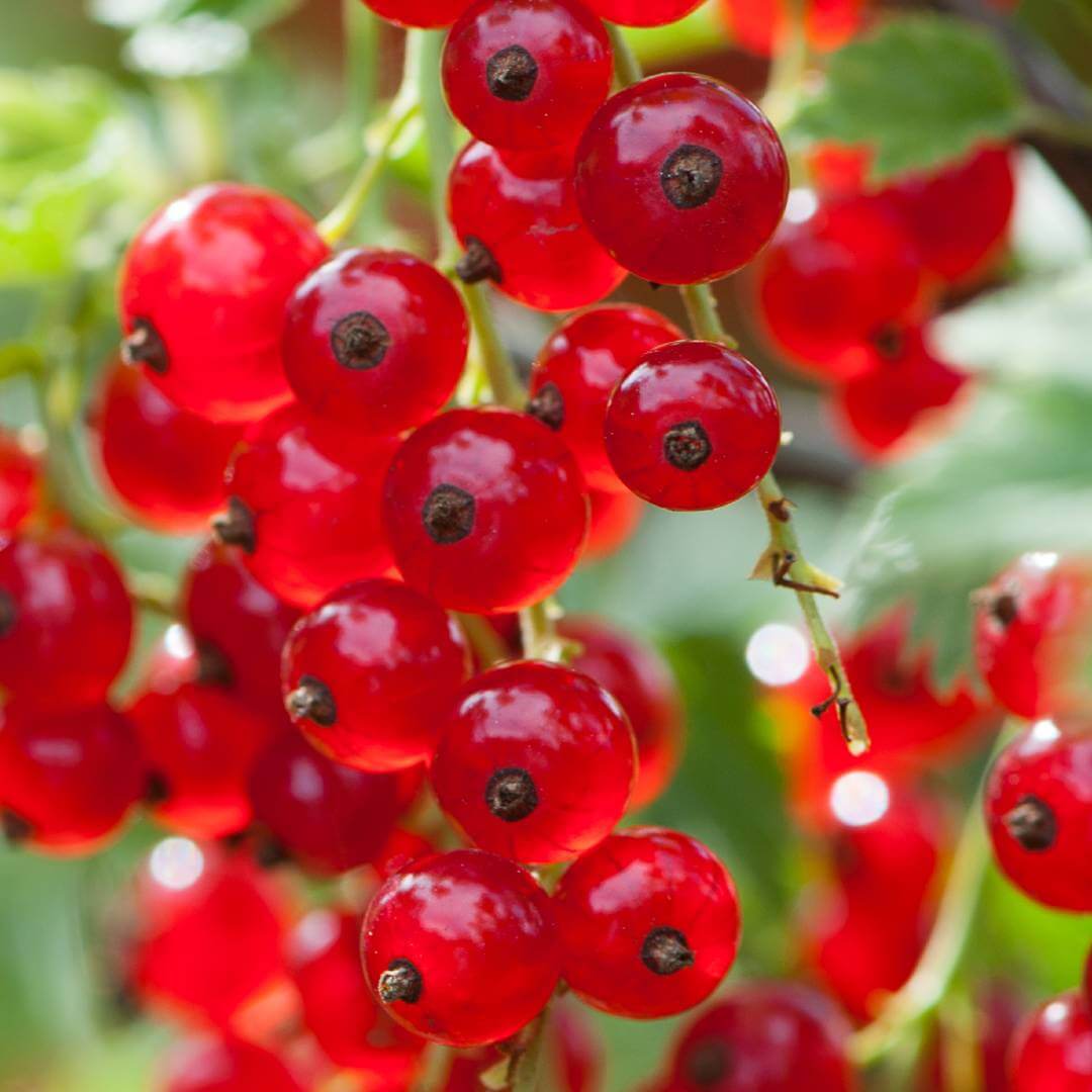 pink currant hybrid of red and white currants fruit grow tart flavorful for jams jellies Fruit seeds