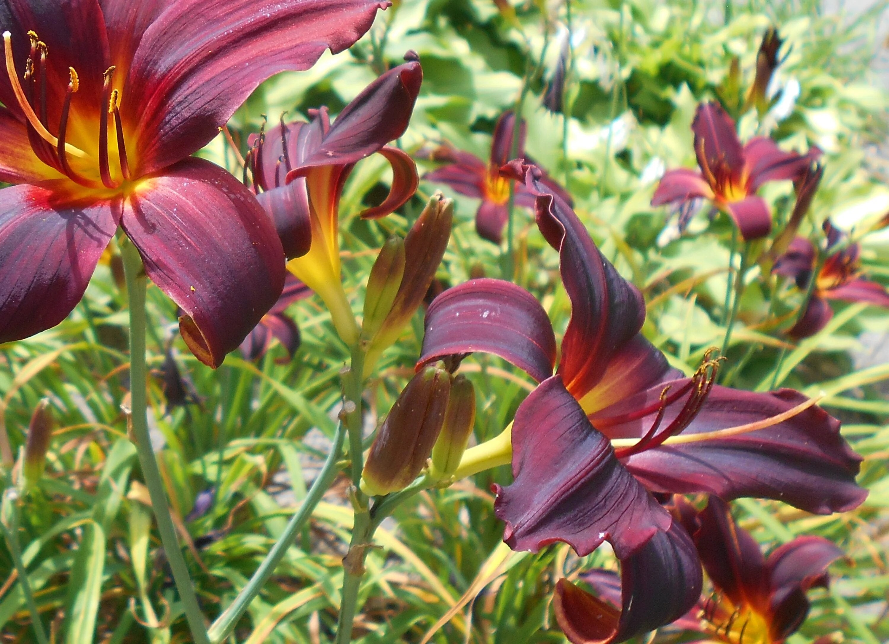 Dark Maroon Hemerocallis Flower Seeds - Heirloom Non GMO High Germination Premium Garden Seeds for Planting