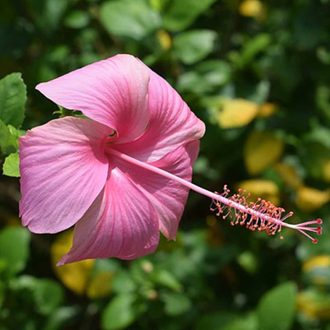 Pink Hibiscus Flower Seeds - Heirloom Non GMO High Germination Garden Planting Seeds