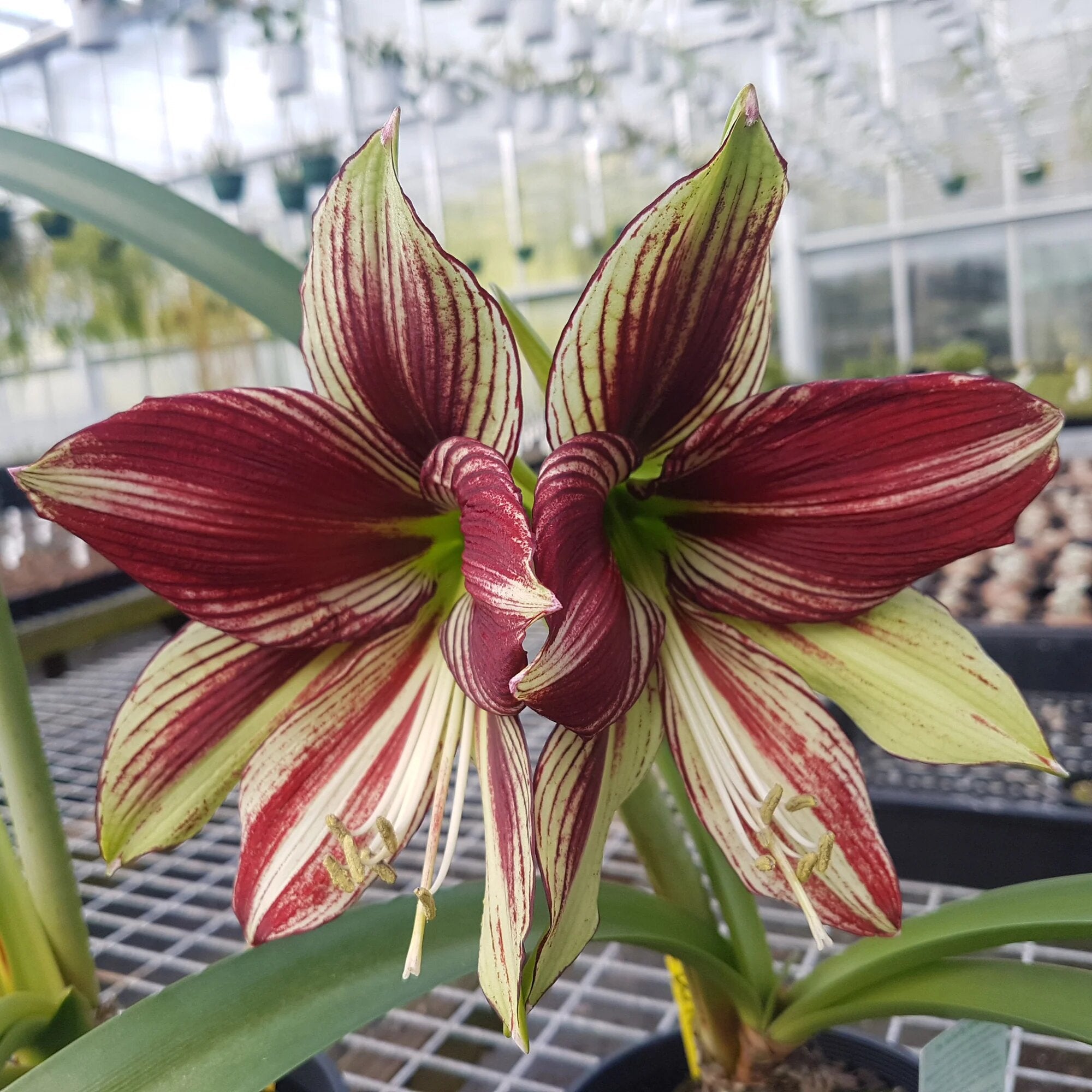 Burgundy hippeastrum Flower Seeds