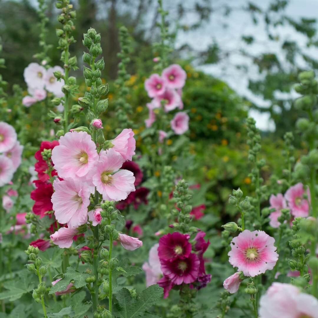 Hollyhock Flower Seeds