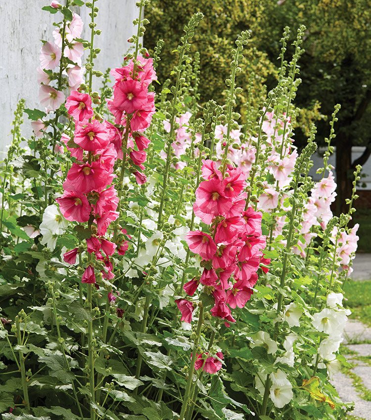 Pink Hollyhock Flower Seeds – Exotic Flowering Plants for Vibrant Backyard Beauty
