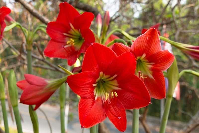 Hippeastrum Flower Seeds - Heirloom, Non GMO, High Germination, Organic Garden Seeds