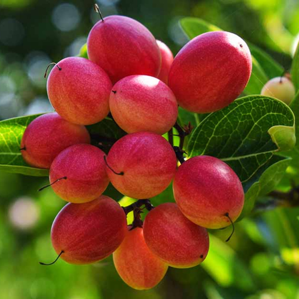 Dulcificum Fruit High Quality Home Gardening For Sustainable Fruit Seeds