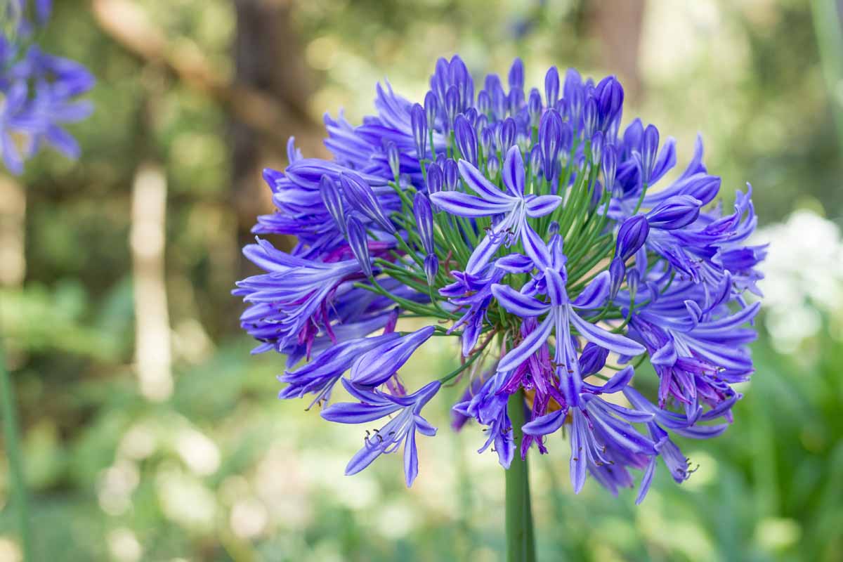 Agapanthus Flower Seeds
