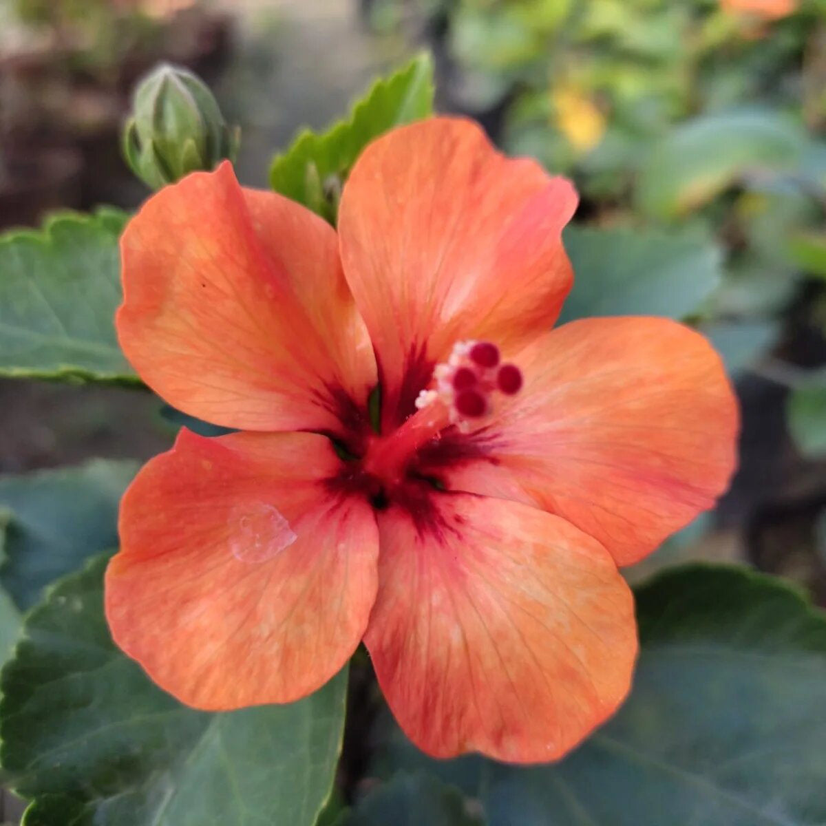 Orange Hibiscus Flower Seeds