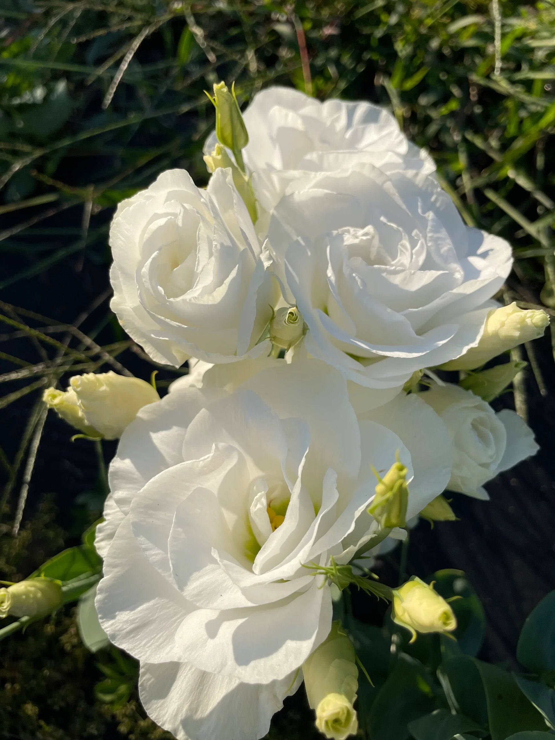 White Lisianthus Flower Seeds Easy Grow Blossoms for Pots and Backyard Spaces for Colorful - Heirloom, Non GMO, High