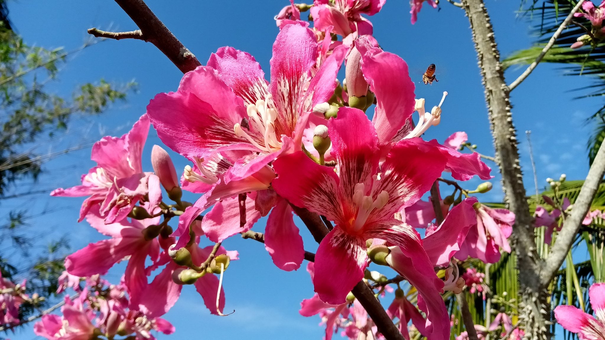 Pink Strongylodon Flower Seeds - Heirloom Non GMO High Germination Garden Planting Seeds