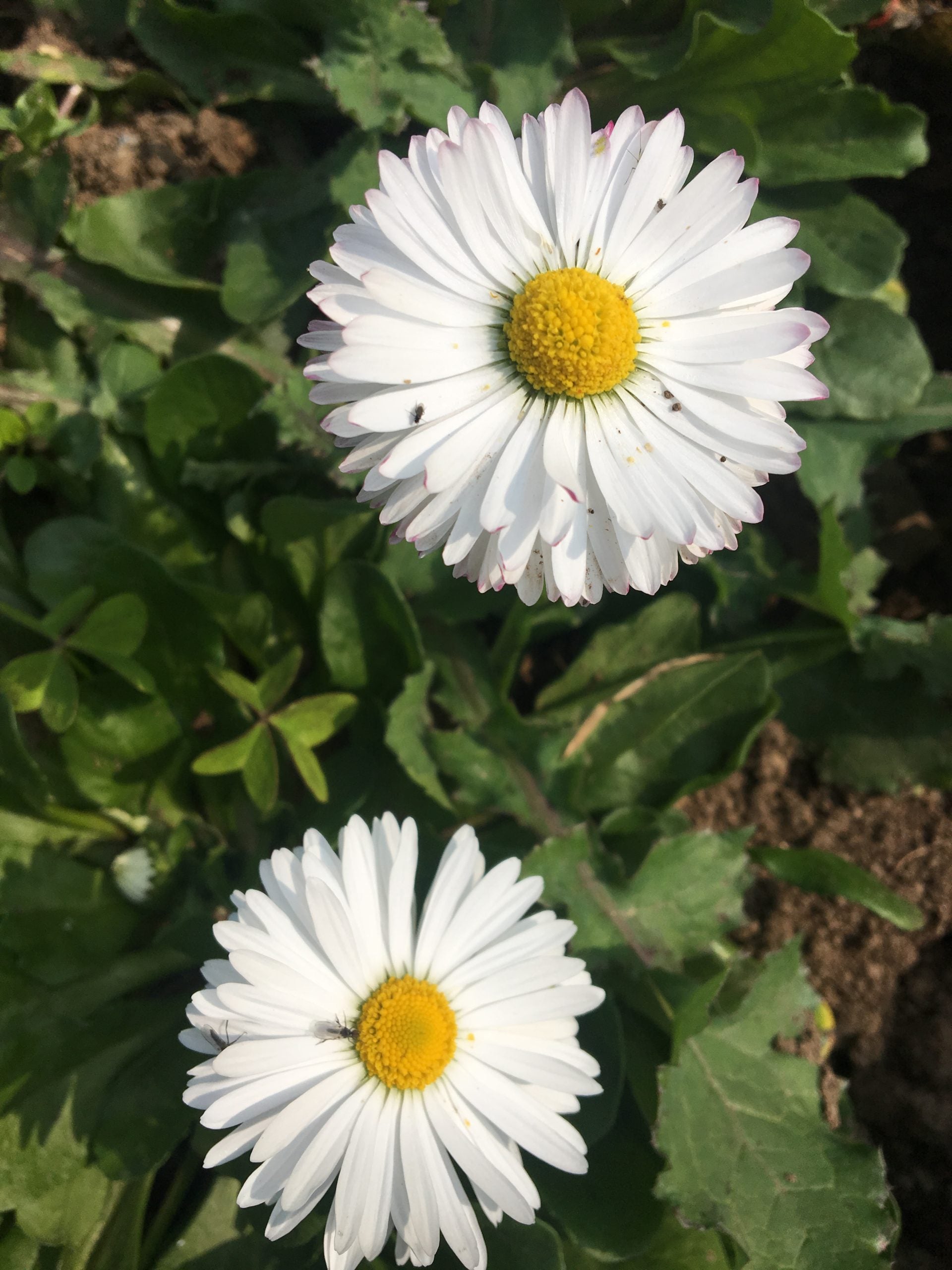 White Daisy Flower Seeds - Heirloom Non GMO High Germination Flower Seeds for Home Garden Planting