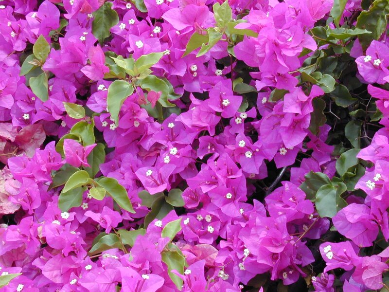 Pink Bougainvillea Spectabilis Flower Seeds