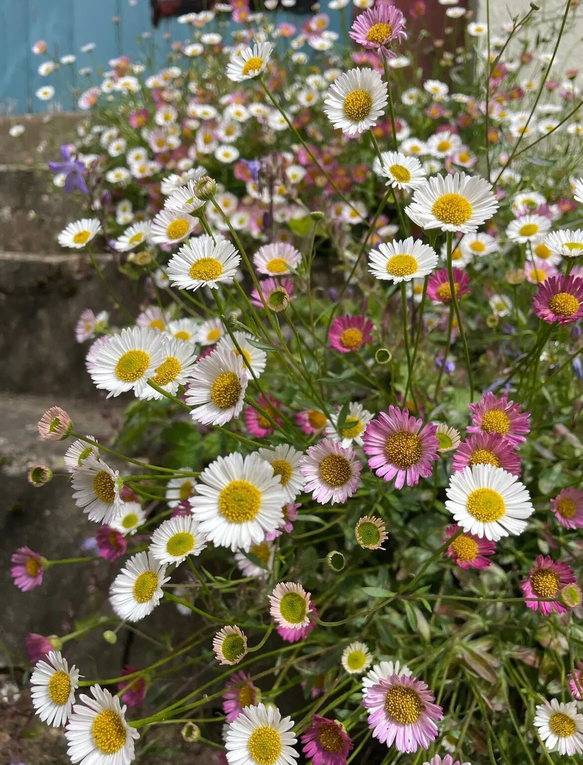 Mixed Erigeron Karvinskianus Flower Seeds – Premium Floral Seeds for Decorative Home Landscapes