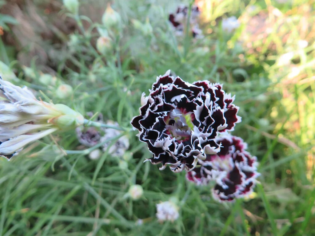 White Black Nemophila Flower Seeds - Heirloom Non GMO Premium Garden Seeds for Planting
