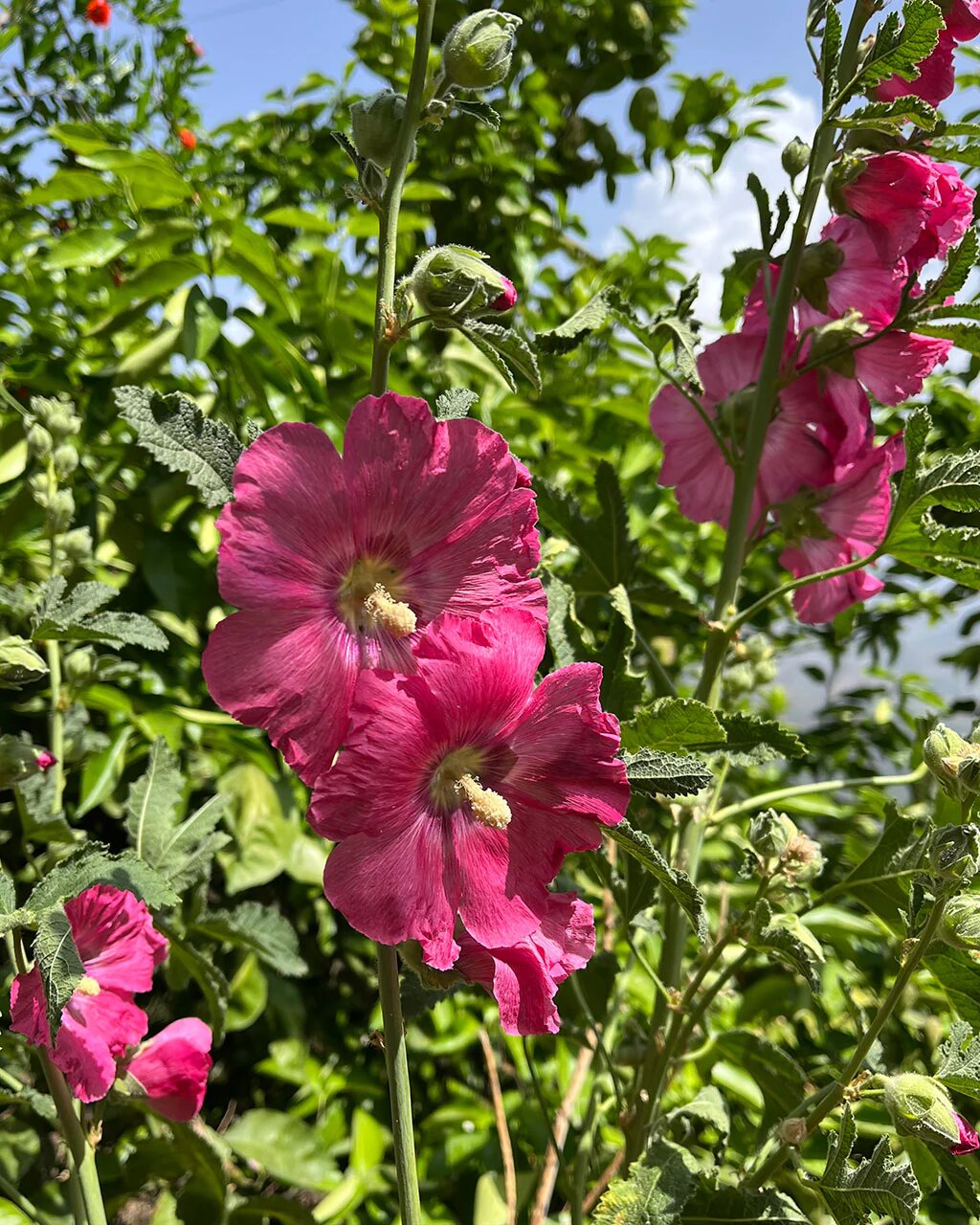 Pink Hollyhock Flower Seeds – Exotic Flowering Plants for Vibrant Backyard Beauty