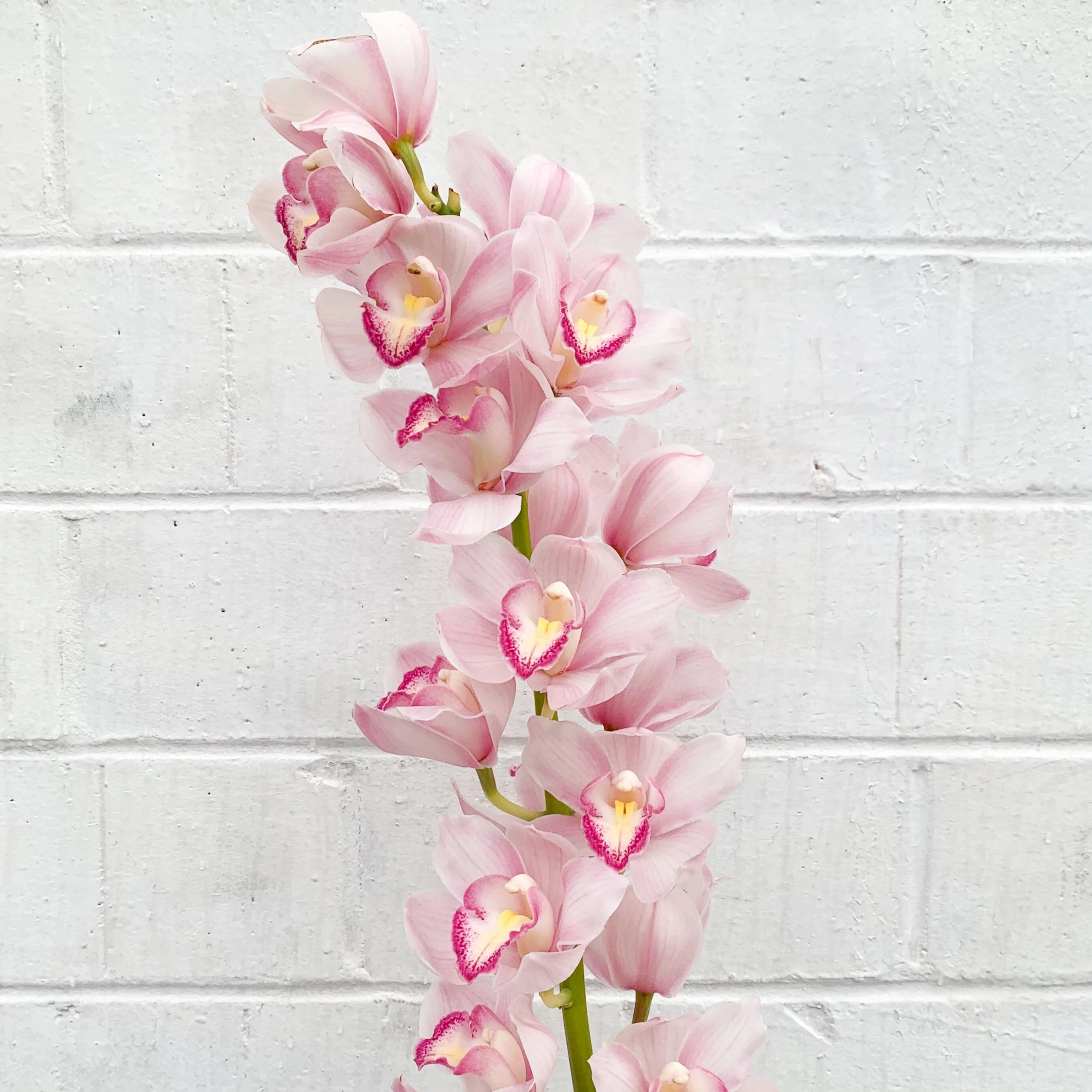 Light Pink Cymbidium Flower Seeds