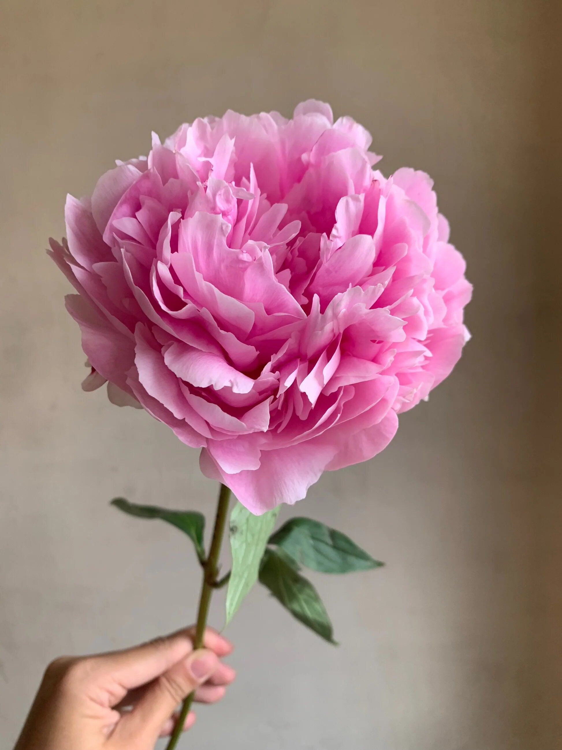Paeonia Flower Seeds – Exotic Flowering Plants for Vibrant Backyard Beauty