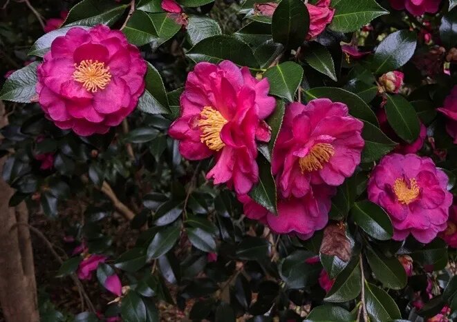 Dark Pink Camellia Flower Seeds - Heirloom Non GMO High Germination Premium Garden Seeds for Planting