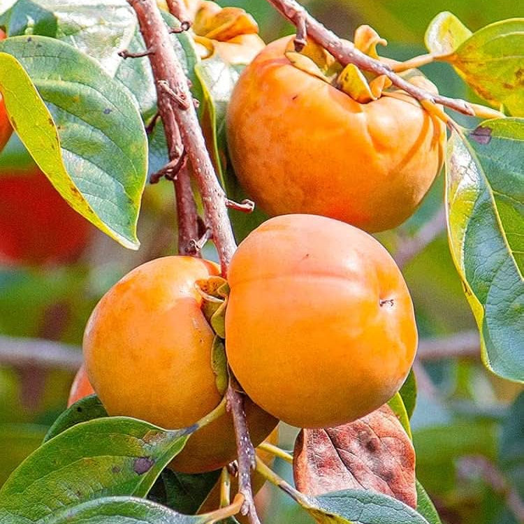 persimmon diospyros kaki fruit tree in seeds
