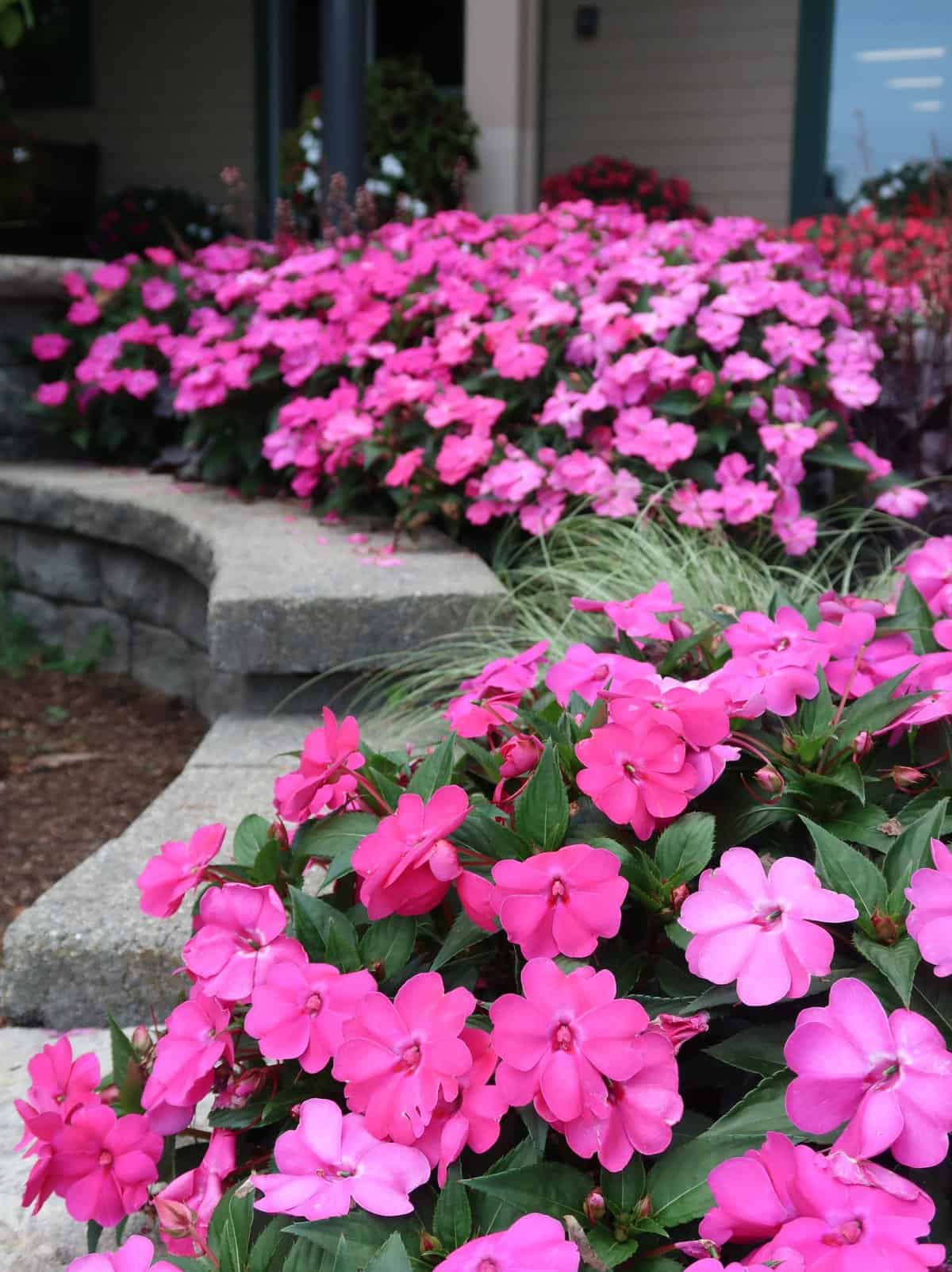 Pink Impatiens Flower Seeds - Heirloom, Non GMO, High Germination, Organic Garden Seeds