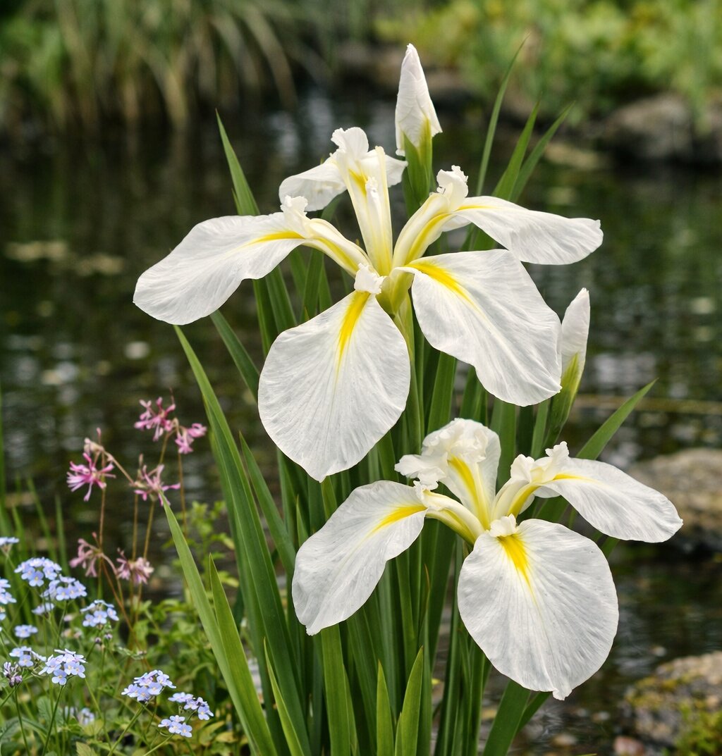 White Ensata Flower Seeds